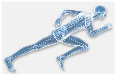 skeletal image showing hips, joints, knees, ankles, shoulders, elbows
